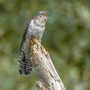 Stephen Nobbs - Juvenile Cuckoo on the highest perch